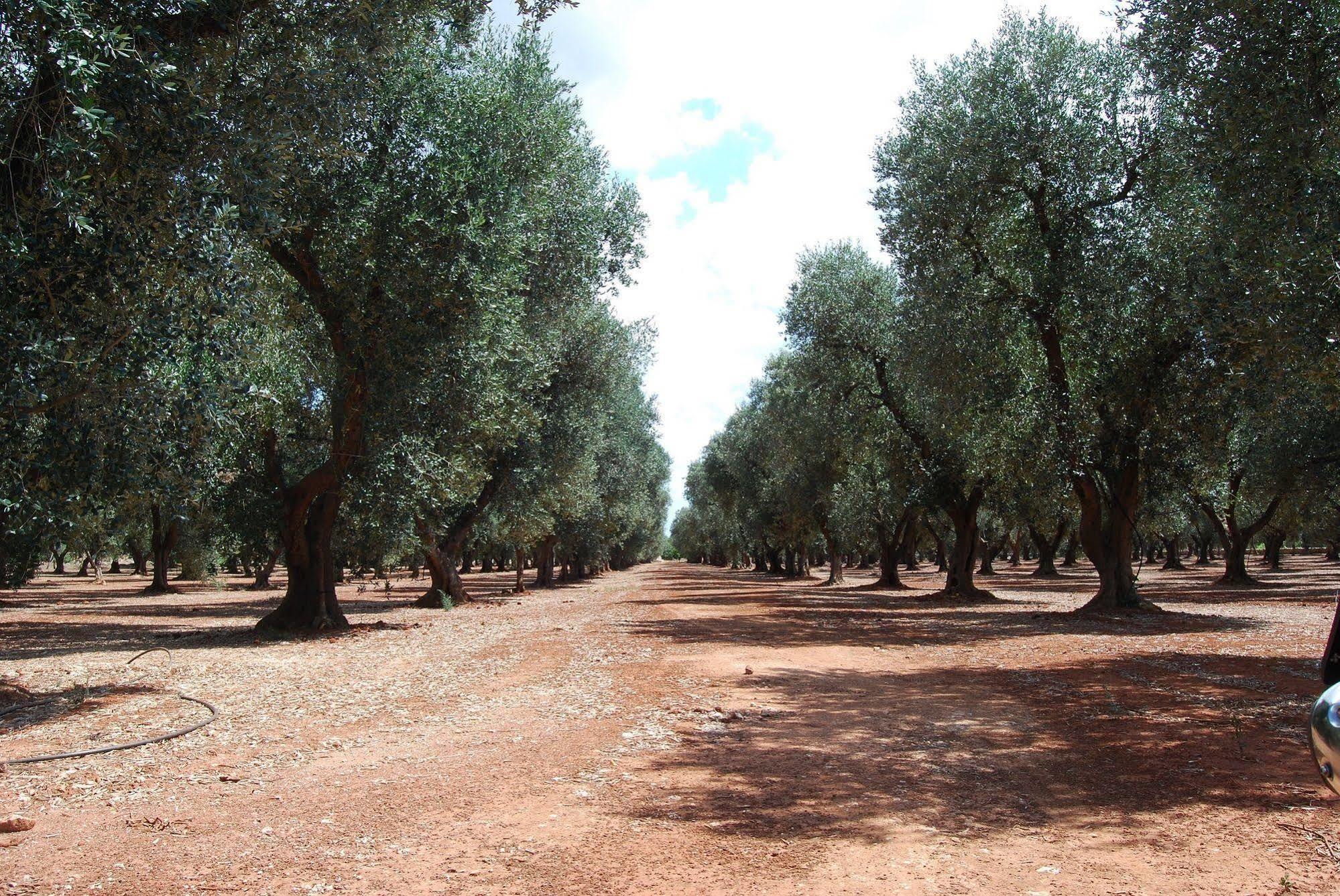 Séjour à la ferme Terra Di Leuca